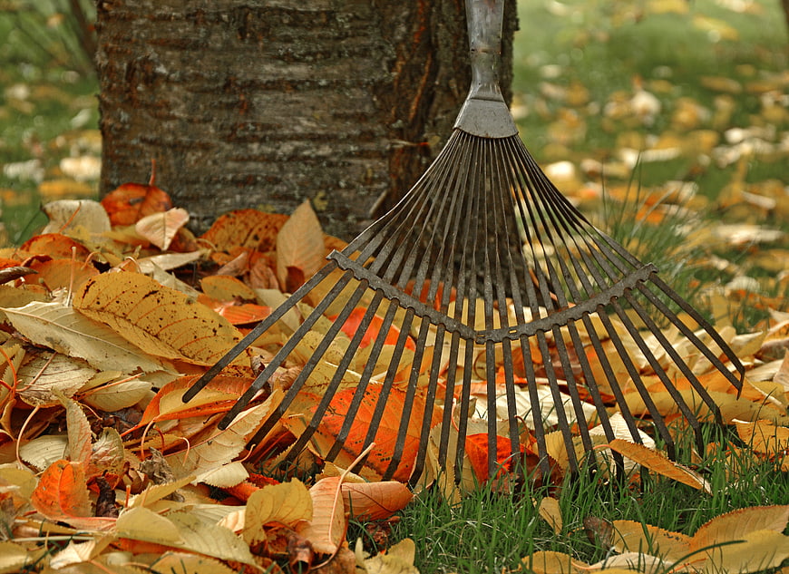 A metal leaf rake beside a pile of autumn leaves under a tree